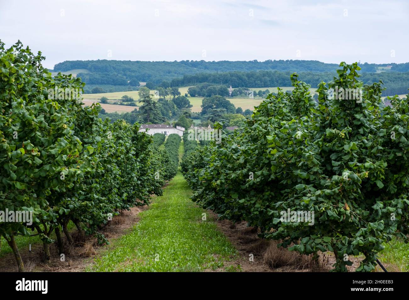 Culture d'arbres Hazel, arboriculture, noix, près de Montflanquin (sud-ouest de la France).Plantation d'arbres Hazel avec système d'irrigation Banque D'Images