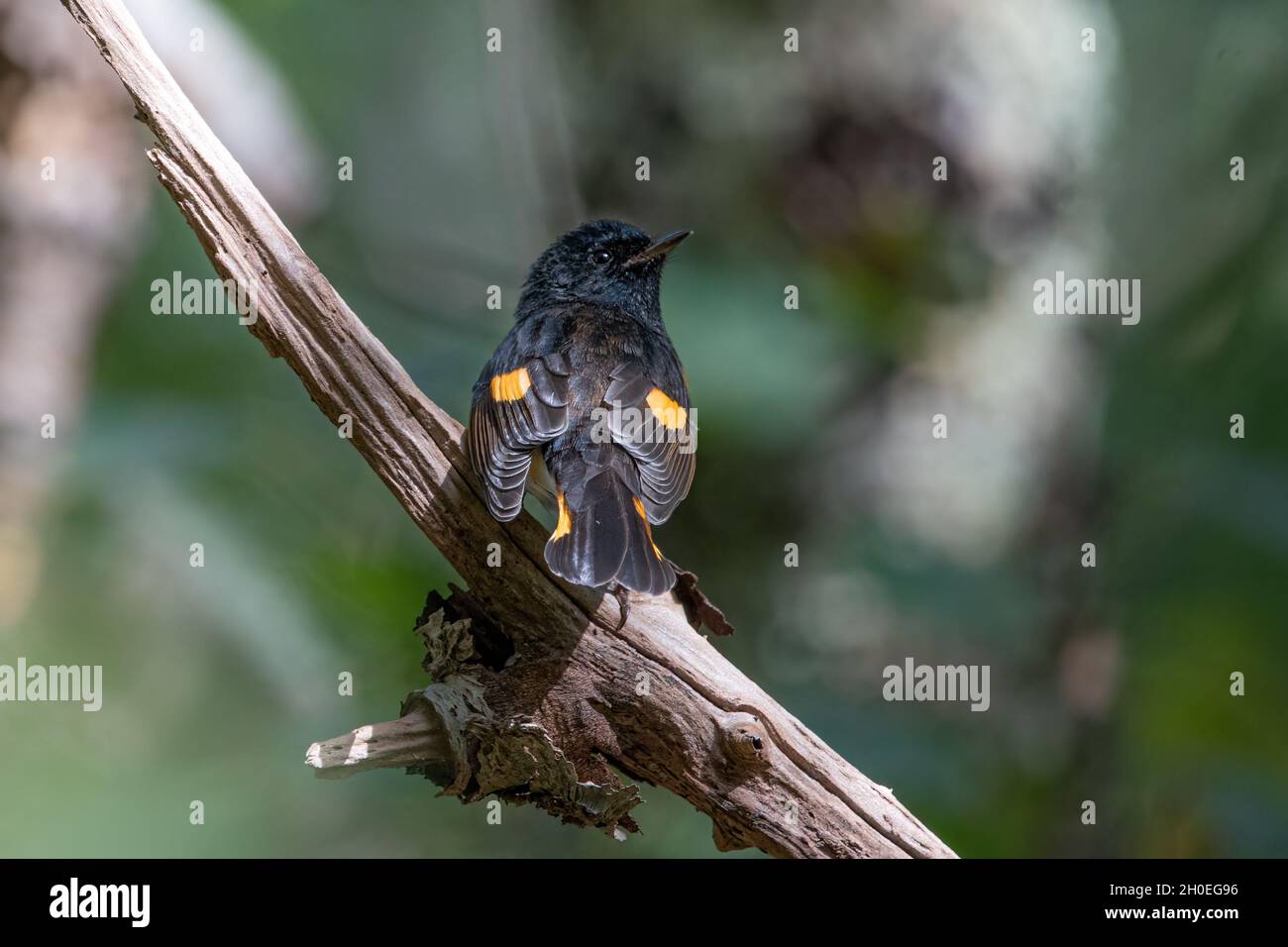 American Redstart avec retour à l'appareil photo. Banque D'Images