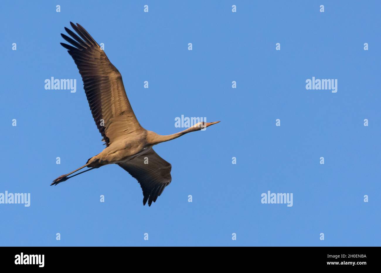 Grue commune (Grus Grus) en vol rapide dans le ciel bleu chaud du matin Banque D'Images
