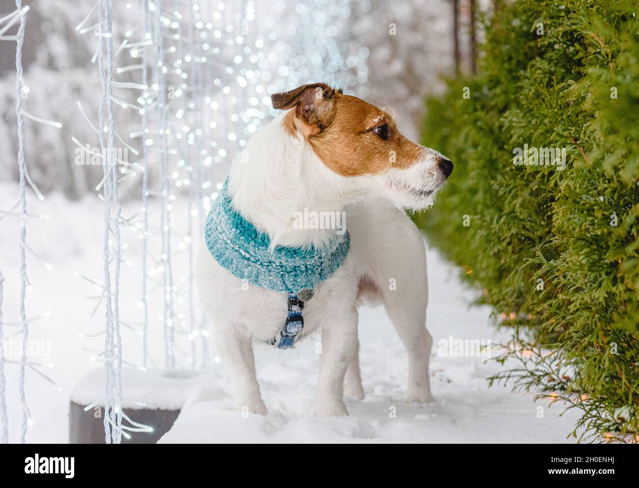 Chien debout dans la neige.Noël saison des fêtes décoration et éclairage de la cour Banque D'Images