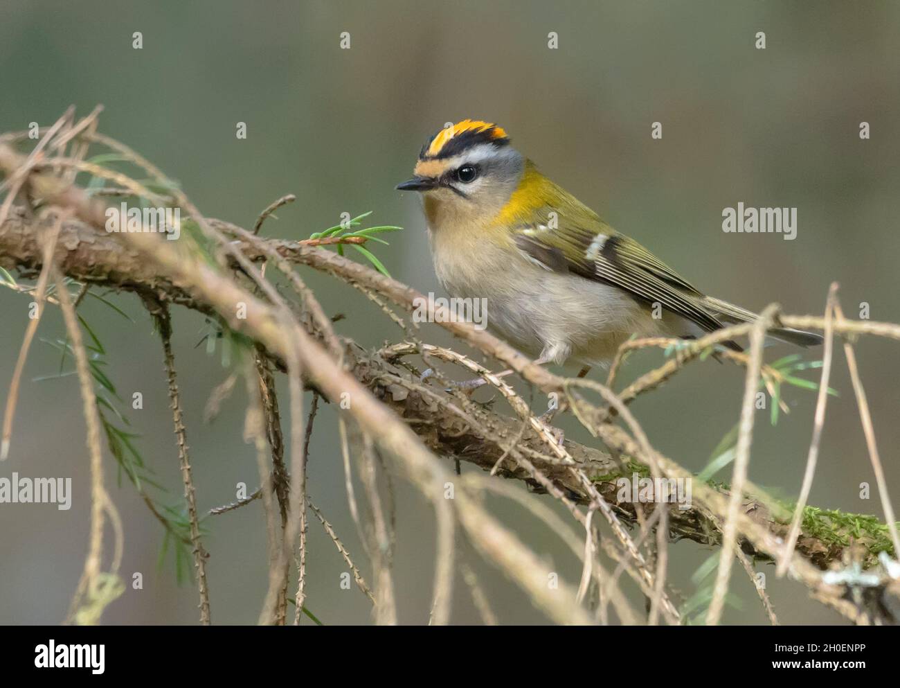Mâle le plus commun (Regulus ignicapilla) posant sur la perche sèche au printemps Banque D'Images