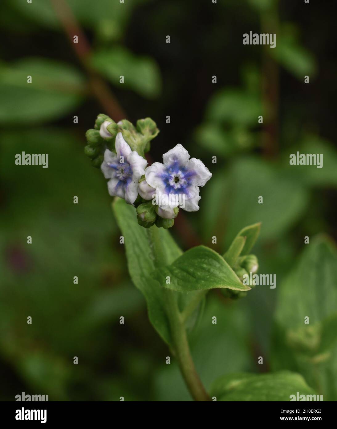 La colline borage fleurs du plateau de Kaas, Satara, Maharashtra Banque D'Images