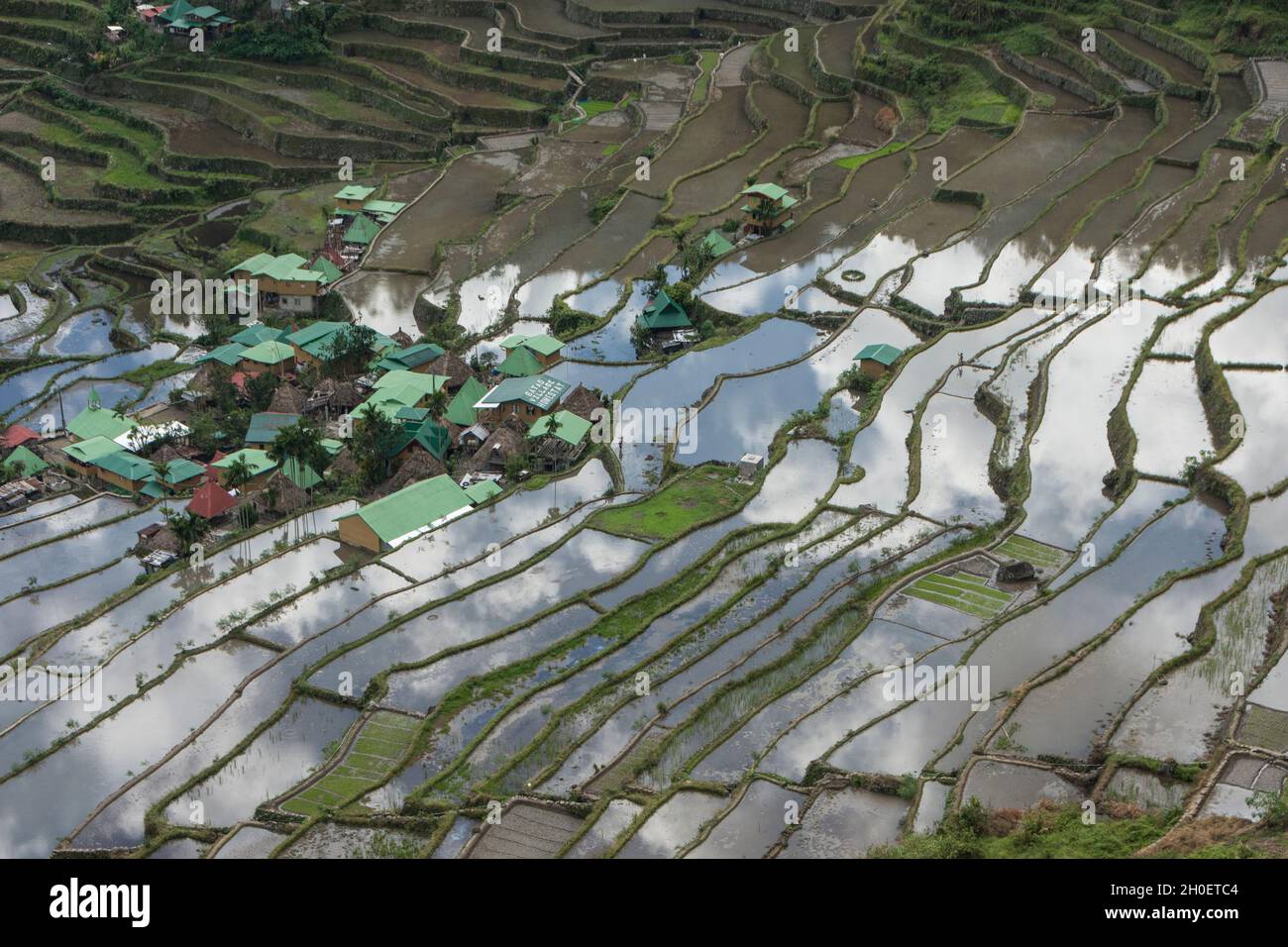 Vue d'ensemble des terrasses de riz Batad près de Banaue, province d'Ifugao, Philippines Banque D'Images