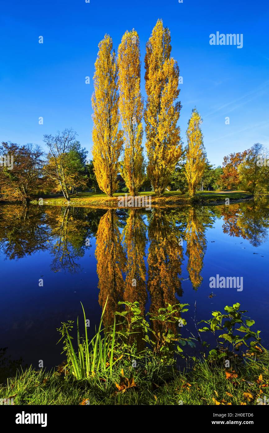 France.Ile-de-France.Yvelines (78) le Vesinet.Les arbres jaunés du lac Ibis Banque D'Images