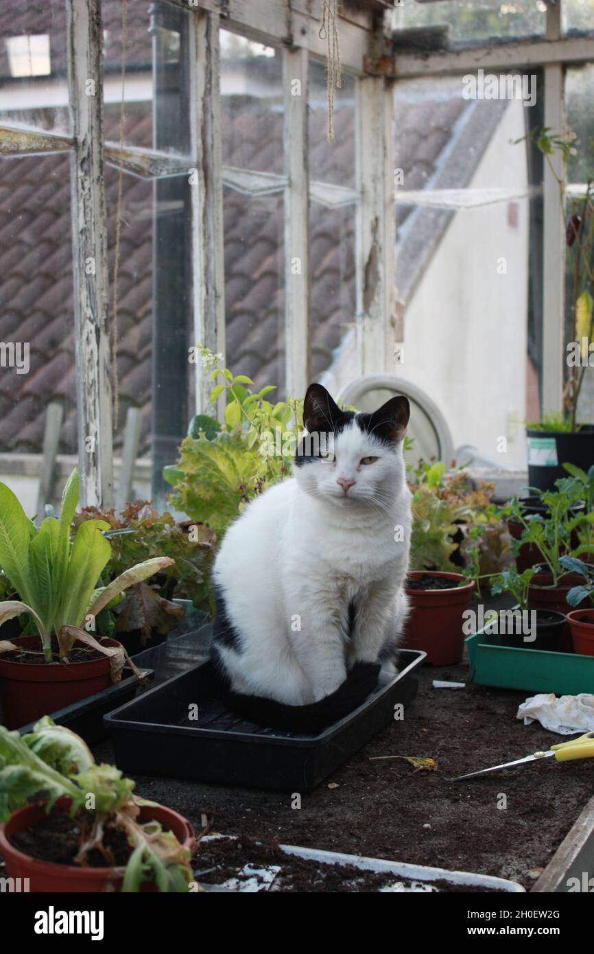 Un chat noir et blanc est assis dans une serre personnelle parmi les pots de plantes. Banque D'Images