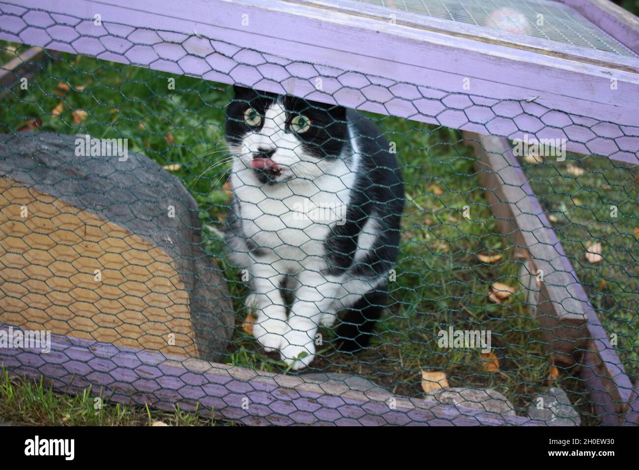 Chat espiègle coincé dans la course de lapin après l'intimidation des autres chats. Banque D'Images