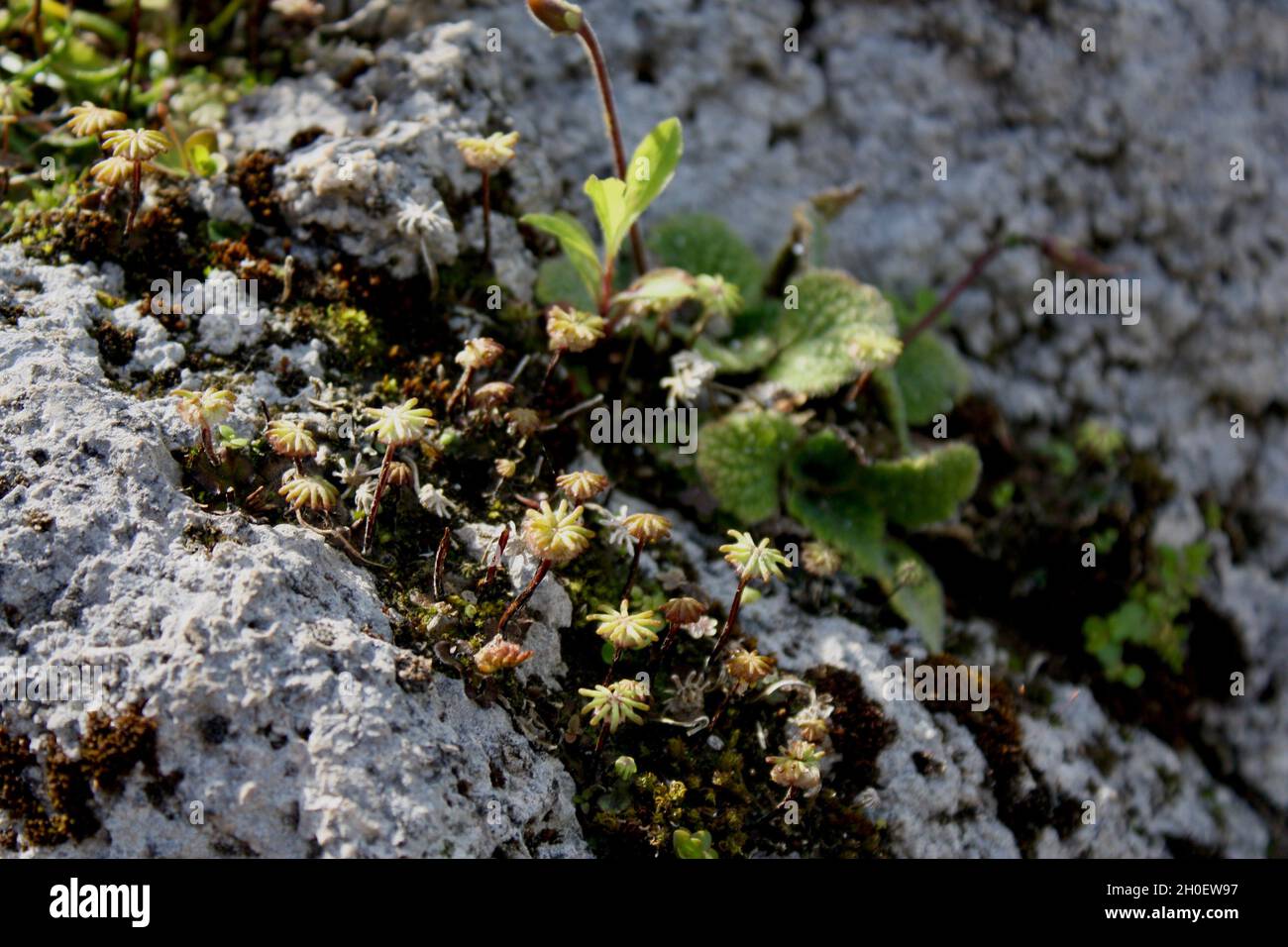 De petits spécimens de plantes poussent d'un rocher dans le jardin botanique royal d'Édimbourg. Banque D'Images