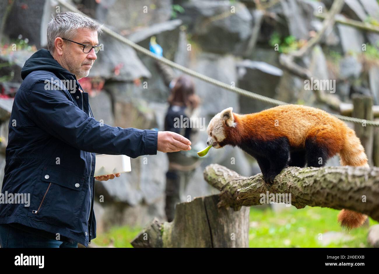 Berlin, Allemagne.11 octobre 2021.Urs Fischer, entraîneur en chef d'Union  Berlin, nourrit des poires à un panda rouge adulte lors d'une visite au zoo  de Berlin.Le cub, né le 28 juin, est baptisé