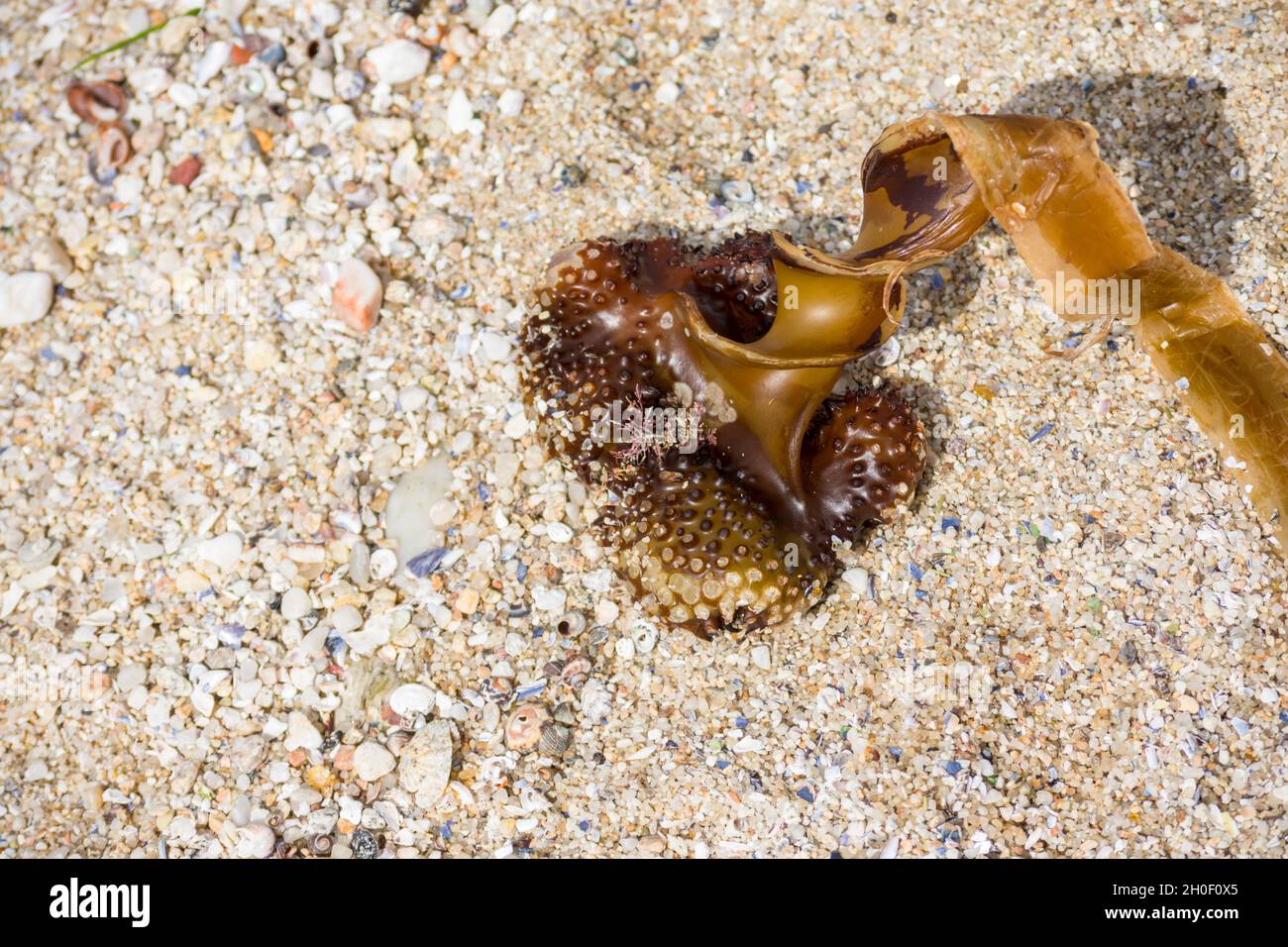 Algues de varech lavées sur la plage, Saccorhiza bulbosa, Galice, Espagne. Banque D'Images