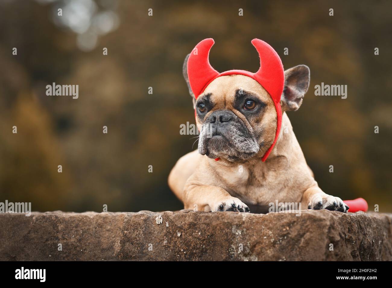 Chien Bulldog français portant le costume d'Halloween avec cornes rouges et queue diable avec espace de copie Banque D'Images