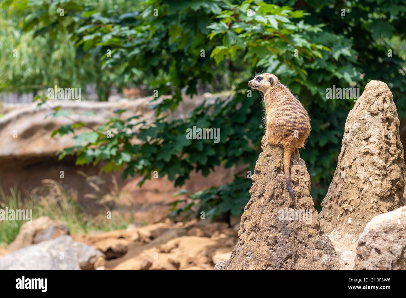meerkat sur la garde, sur le termite Banque D'Images