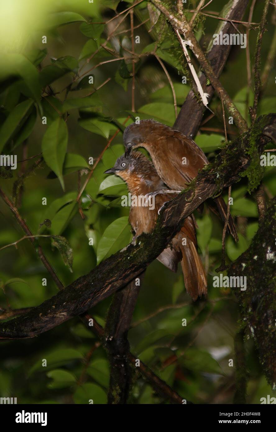 Laughingthrush (Garrulax cinereifrons) à tête de cendrée, présage réciproque de la forêt de Sinharaja, SrilankaDécembre Banque D'Images