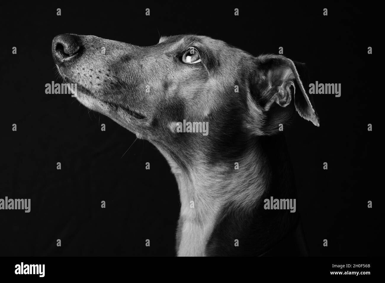 Portrait Whippet - profil Low Key (monochrome) Banque D'Images