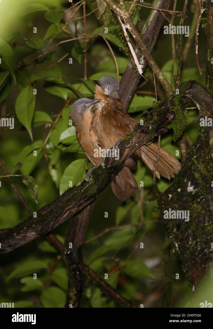 Laughingthrush (Garrulax cinereifrons) à tête de cendrée, présage réciproque de la forêt de Sinharaja, SrilankaDécembre Banque D'Images