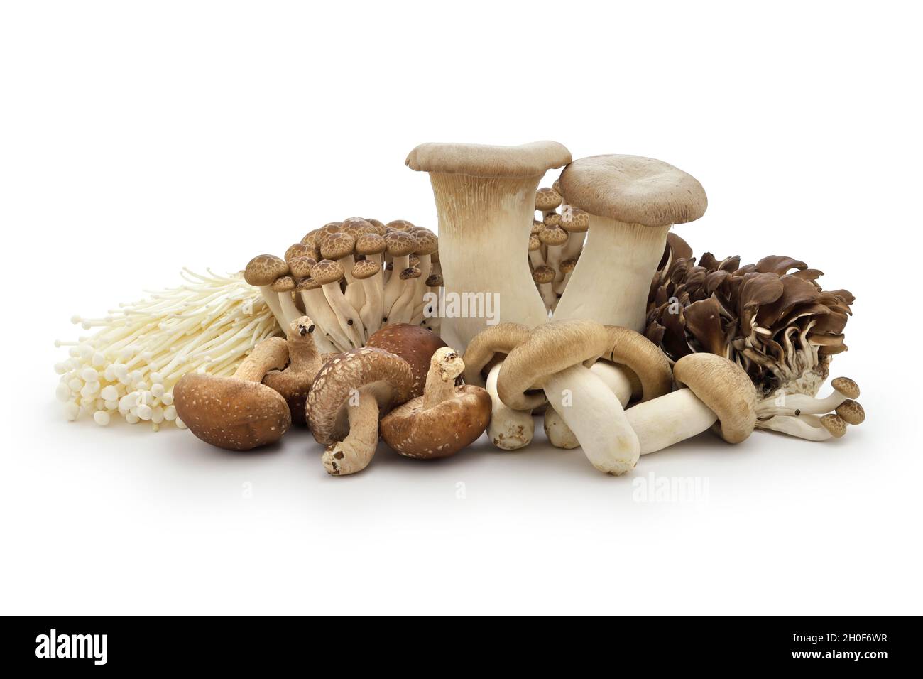 Collection de champignons japonais populaires isolée sur fond blanc Banque D'Images