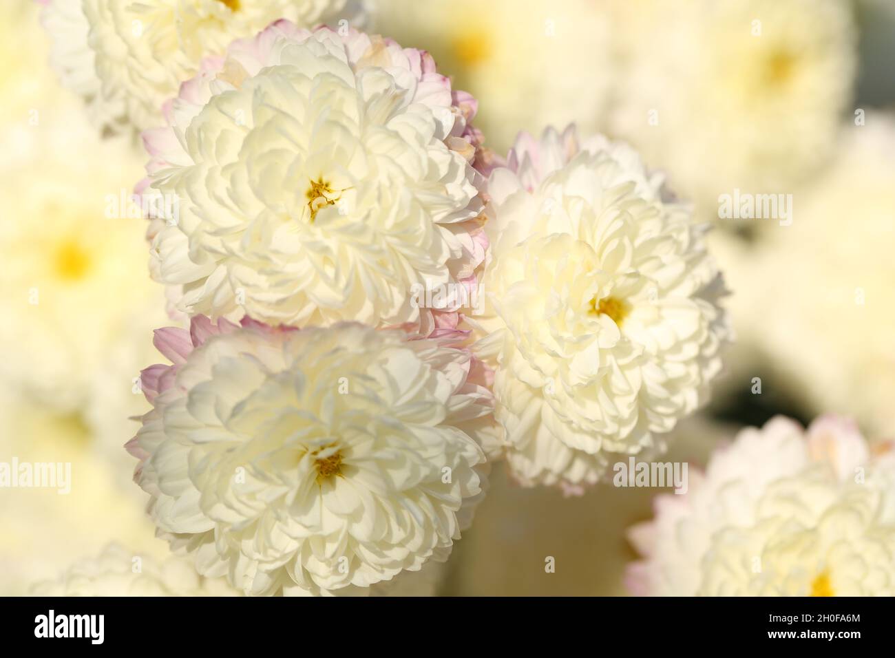 Chrysanthèmes blancs aux bouts violets se trouvant dans les rayons du soleil d'été. Banque D'Images