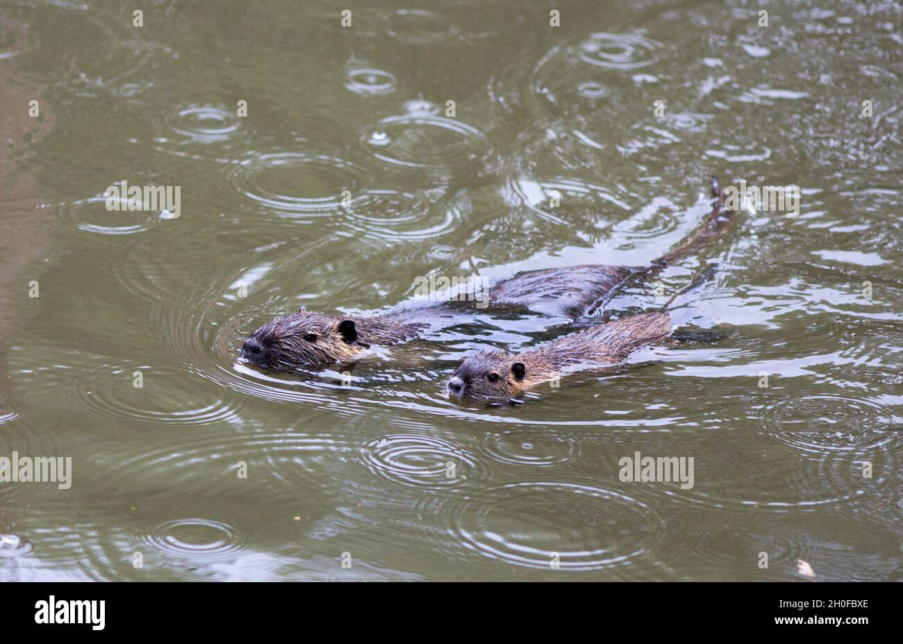 Une famille de nutriments mignons (Myocastor coypus) nageant dans la rivière Banque D'Images