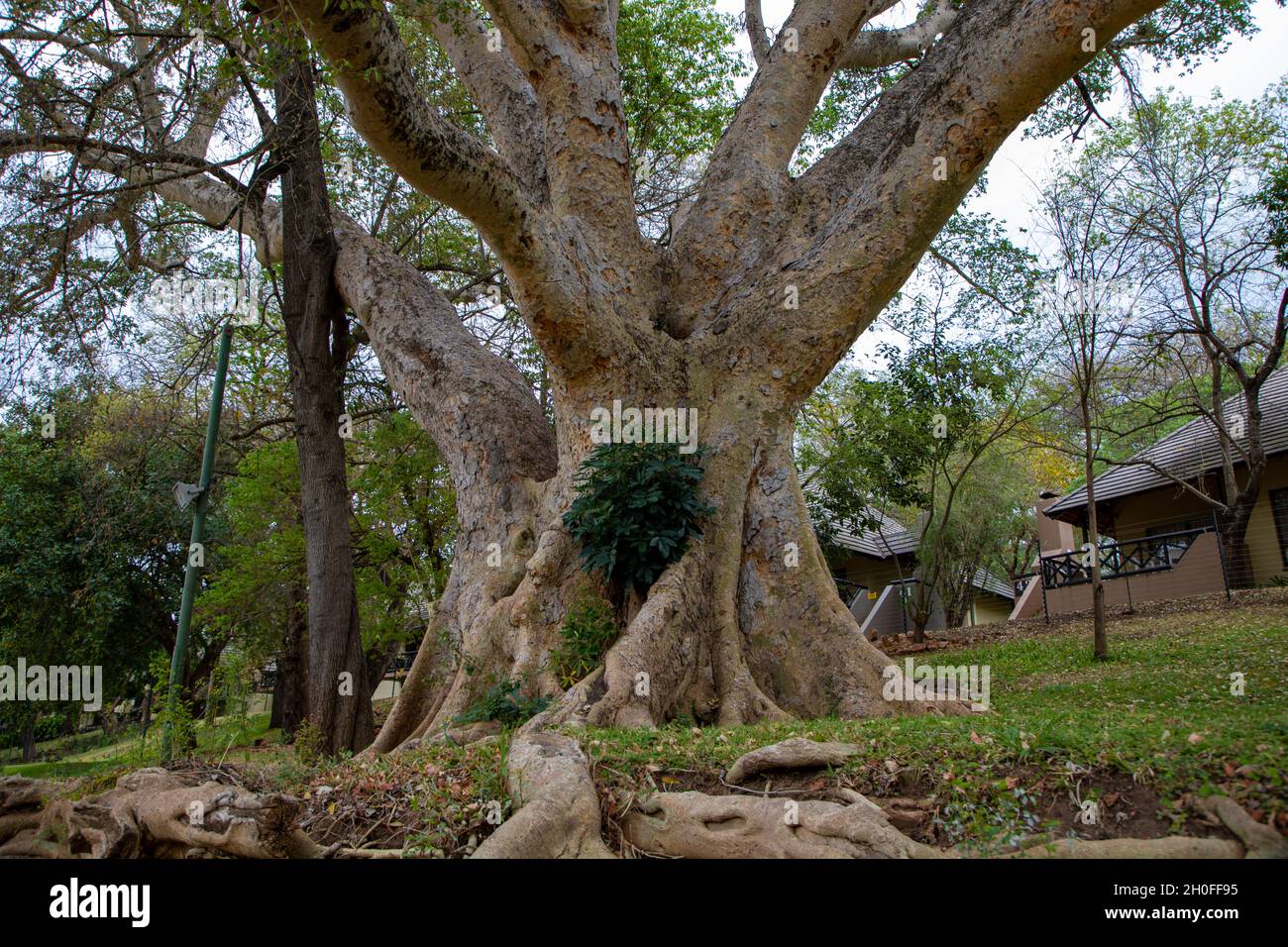 Un grand figuier Sycomore en Afrique du Sud Banque D'Images