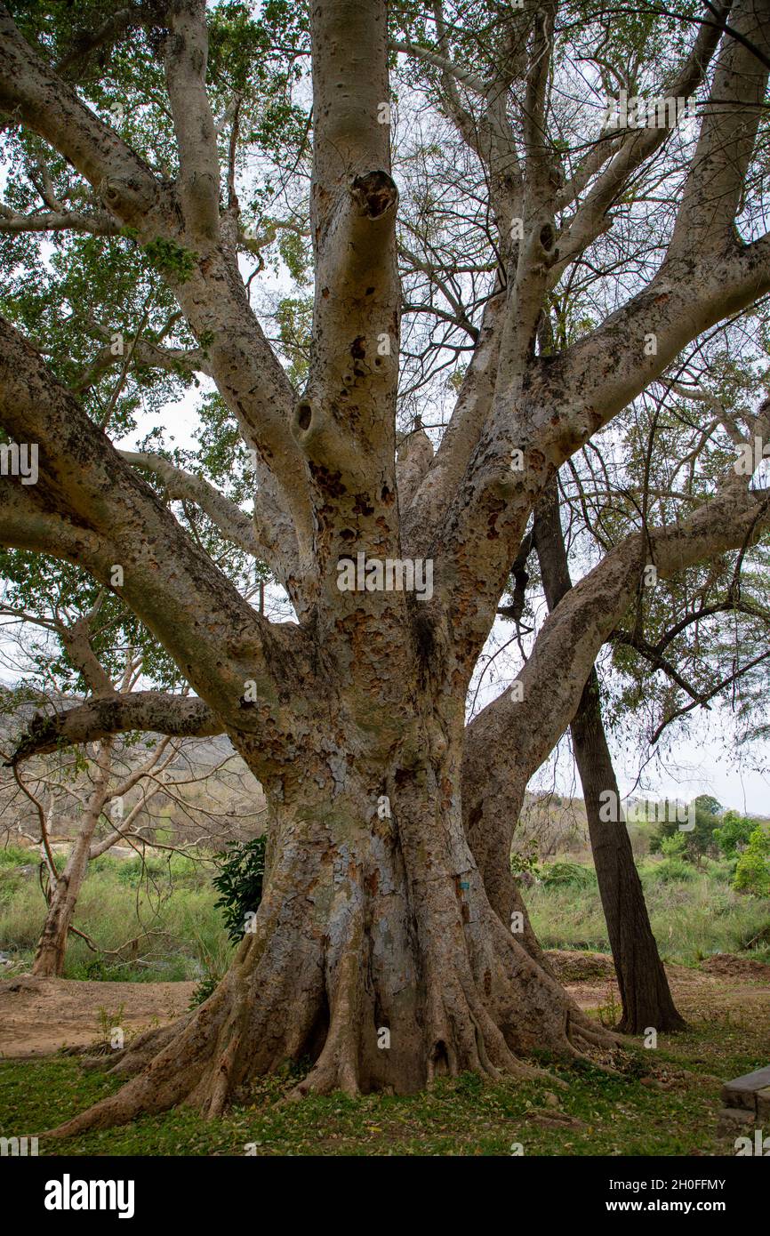 Un très grand figuier Sycomore en Afrique du Sud Banque D'Images