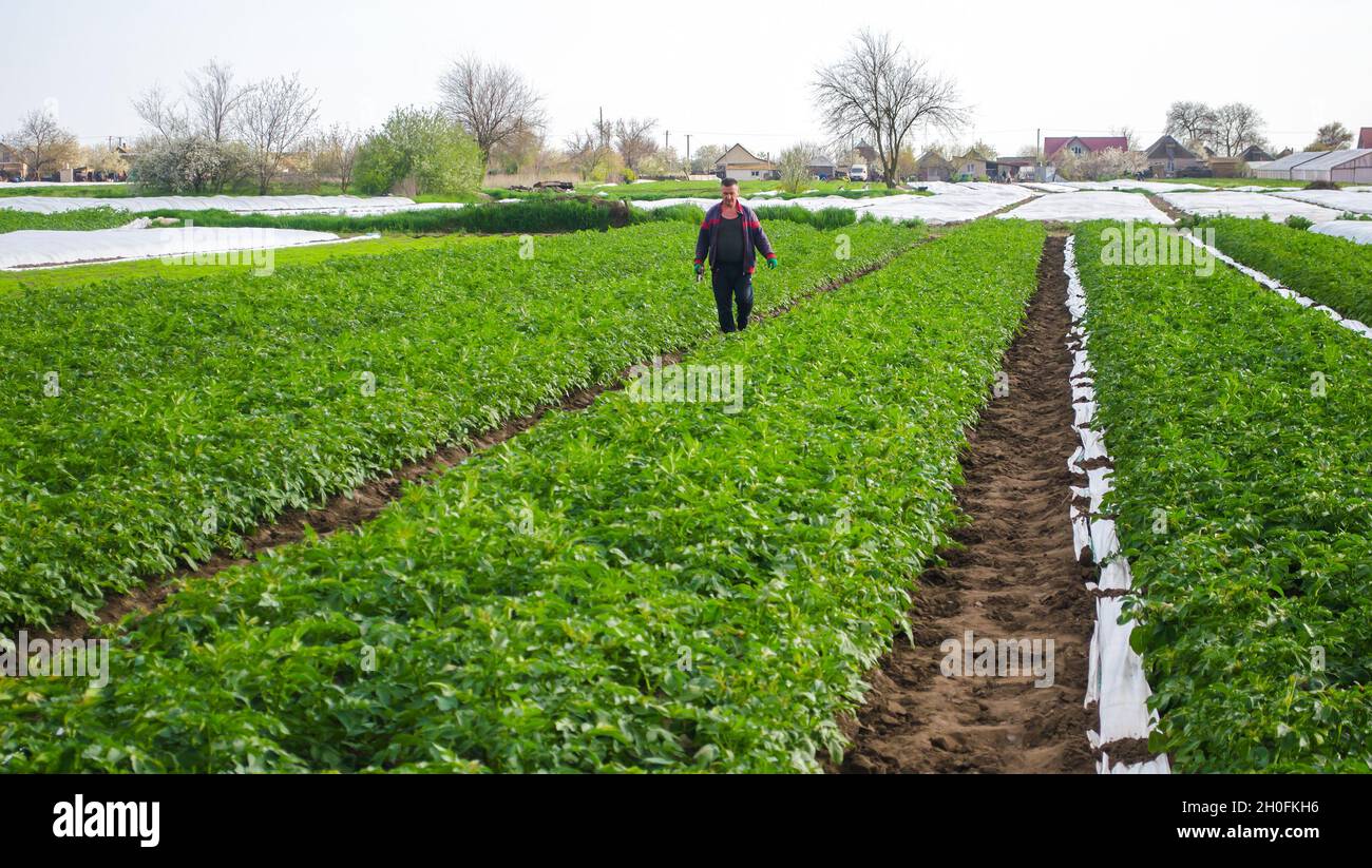 Oblast de Kherson, Ukraine - 1er mai 2021 : un fermier marche à travers un champ de plantation de pommes de terre après avoir enlevé la fibre agrofiber spunbond.Ouverture de jeunes pommes de terre pla Banque D'Images