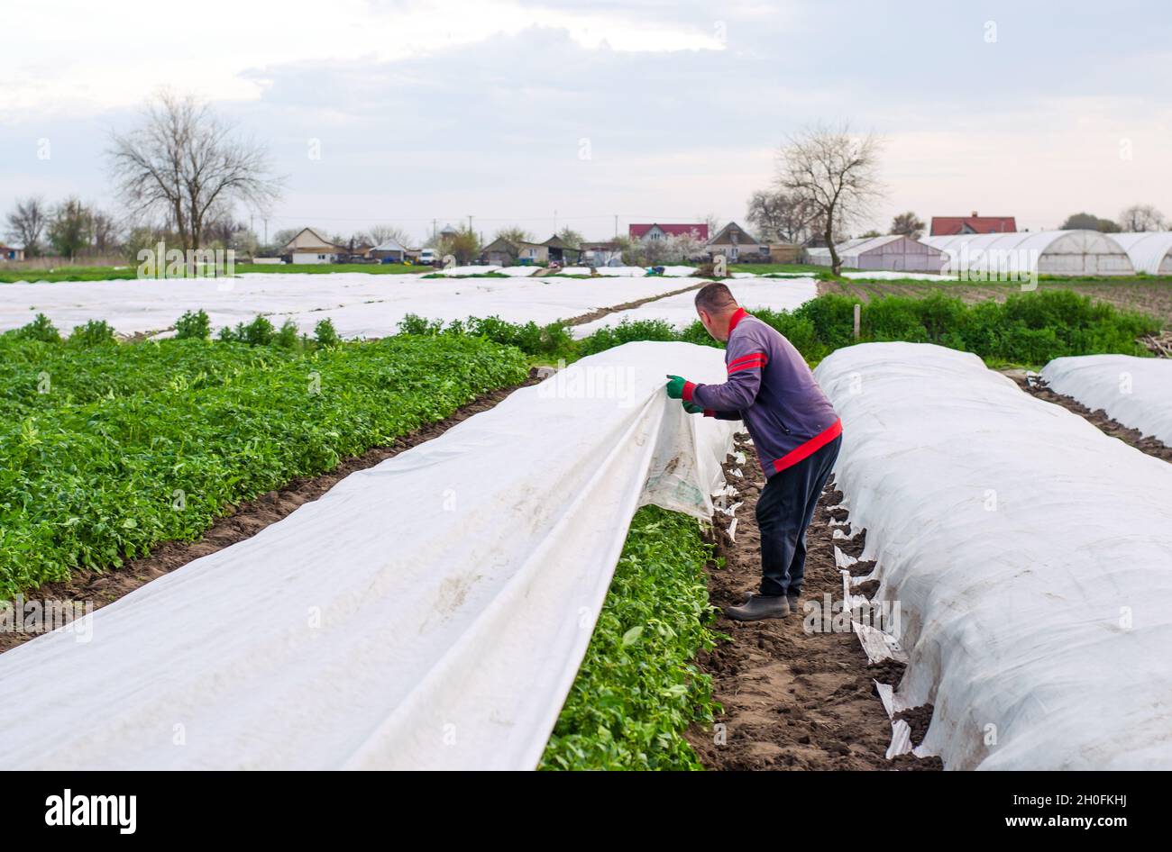 Oblast de Kherson, Ukraine - 1er mai 2021 : l'agriculteur retire la couverture agricole protectrice d'une plantation de pommes de terre.Cultures par temps froid.Rogner pr Banque D'Images
