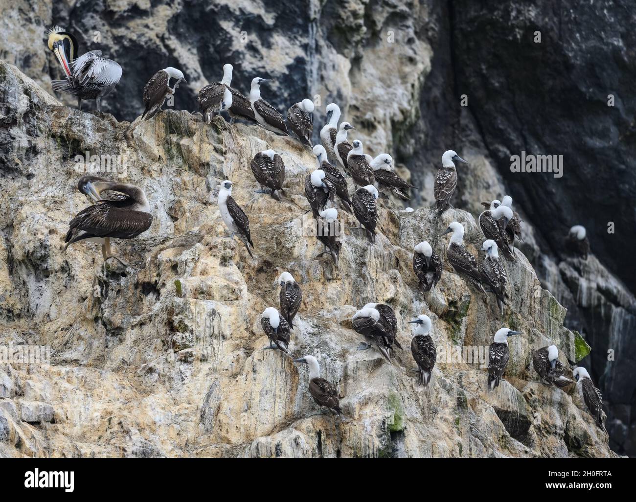 Boobies péruviens (Sula variegata) reposant sur rocksalong la côte.Lima, Pérou, Amérique du Sud. Banque D'Images