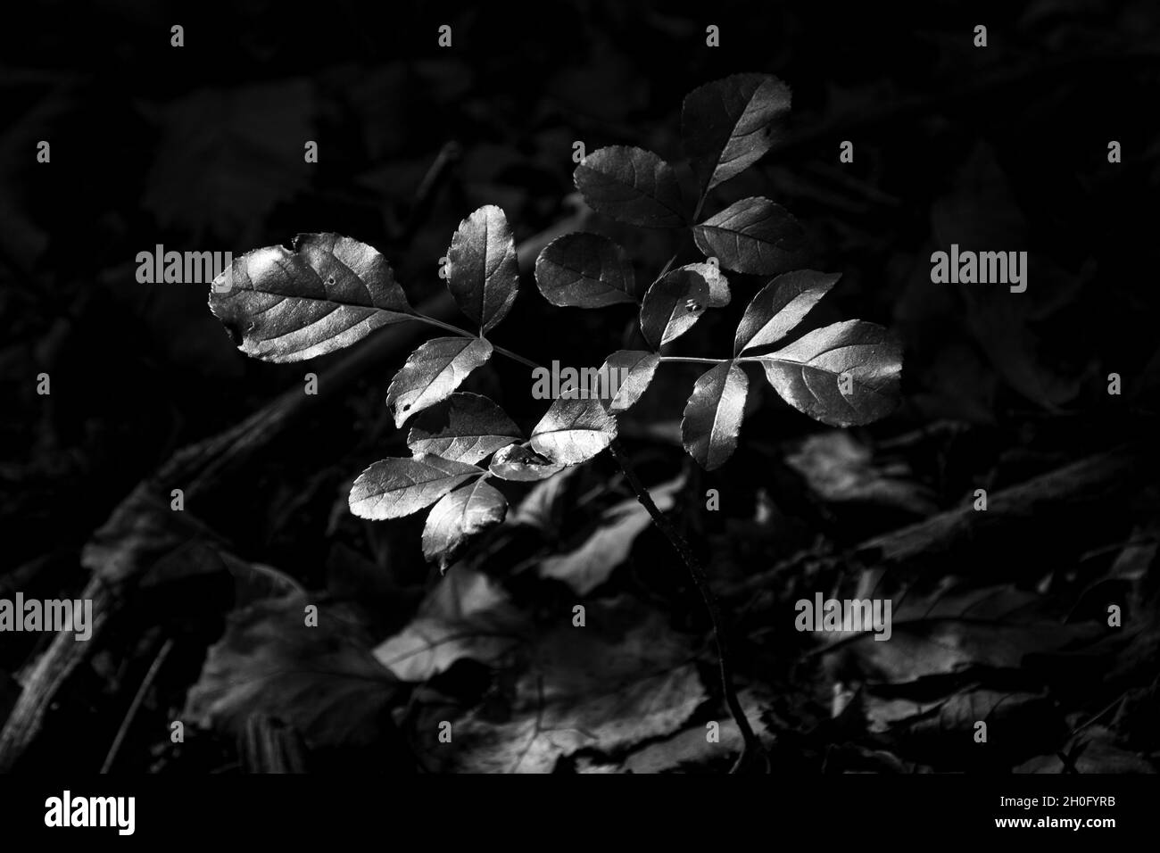 Gros plan tourné en noir et blanc d'une petite branche avec de belles feuilles sous la lumière Banque D'Images