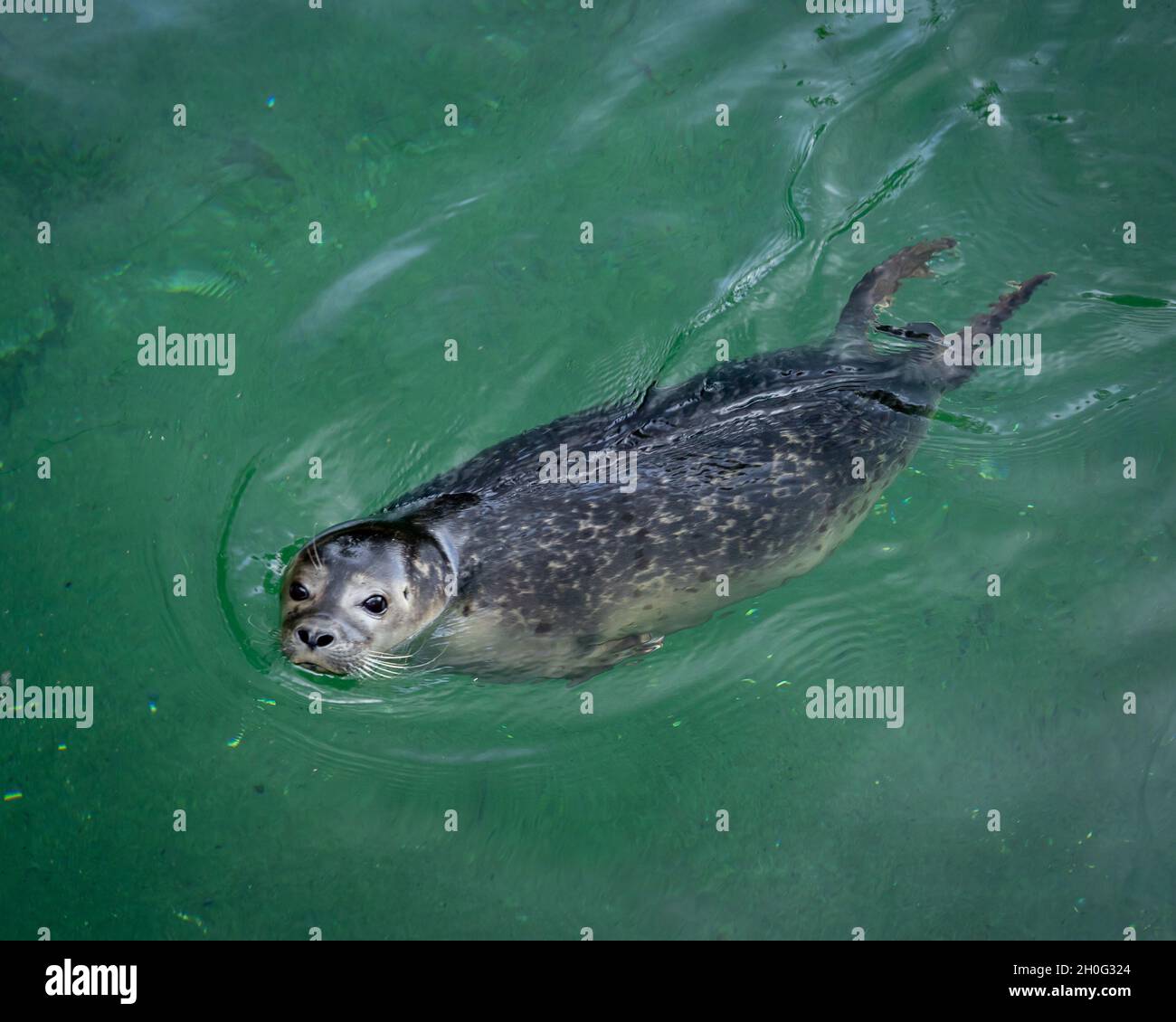 Jeune phoque gris nageant dans une eau verte. Banque D'Images