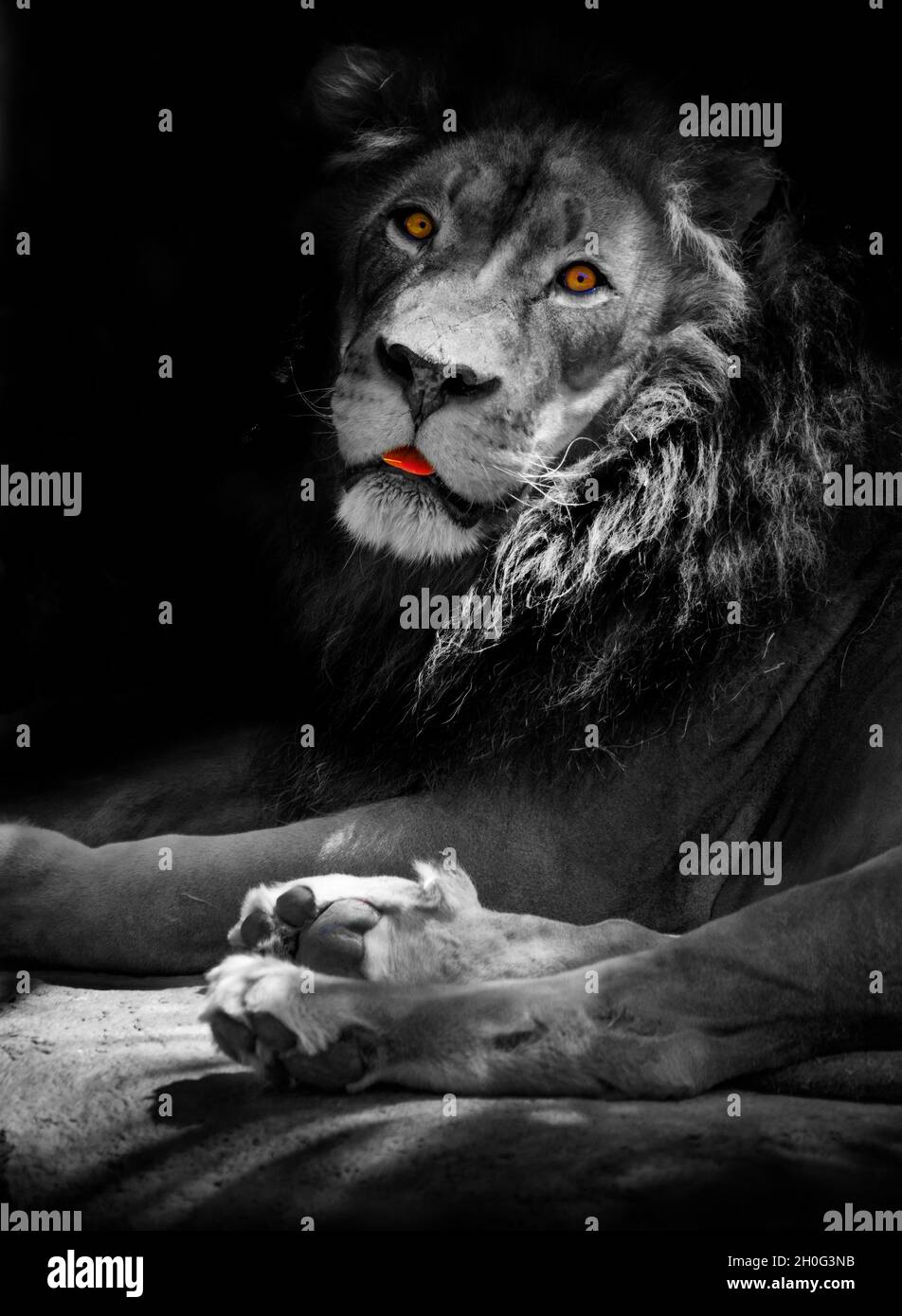 Lion en noir et blanc avec yeux colorés Banque D'Images