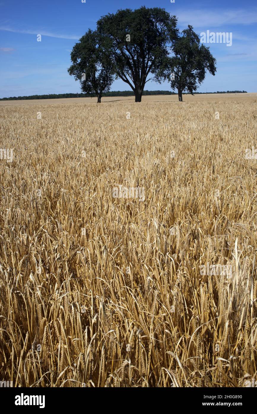 Champ de blé - sentier pédestre entre la ferte-sous-Jouarre et Orly-sur-Morin le long du petit morin - Seine-et-Marne - Île-de-France - France Banque D'Images