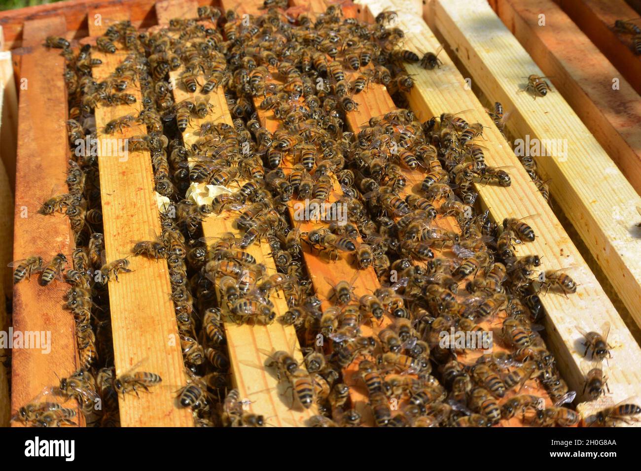 Soulever le couvercle d'une ruche pour voir les abeilles ouvrières (APIS mellifera) sur les bords et entre les cadres parallèles Banque D'Images