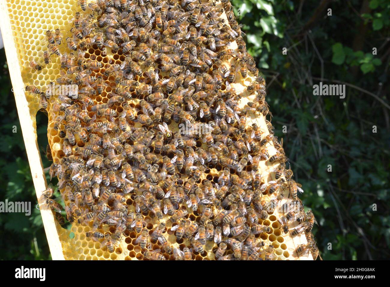 Grande colonie d'abeilles ouvrières (APIs mellifera) en nid d'abeille dans un cadre provenant d'une ruche d'abeille.Certaines cellules sont fermées, beaucoup ne le sont pas. Banque D'Images