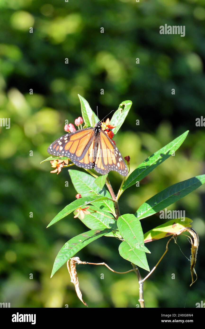 Un monarque papillon (Danaus plexippus) reposant sur une plante, sous un soleil d'hiver brillant dans les îles Canaries. Banque D'Images