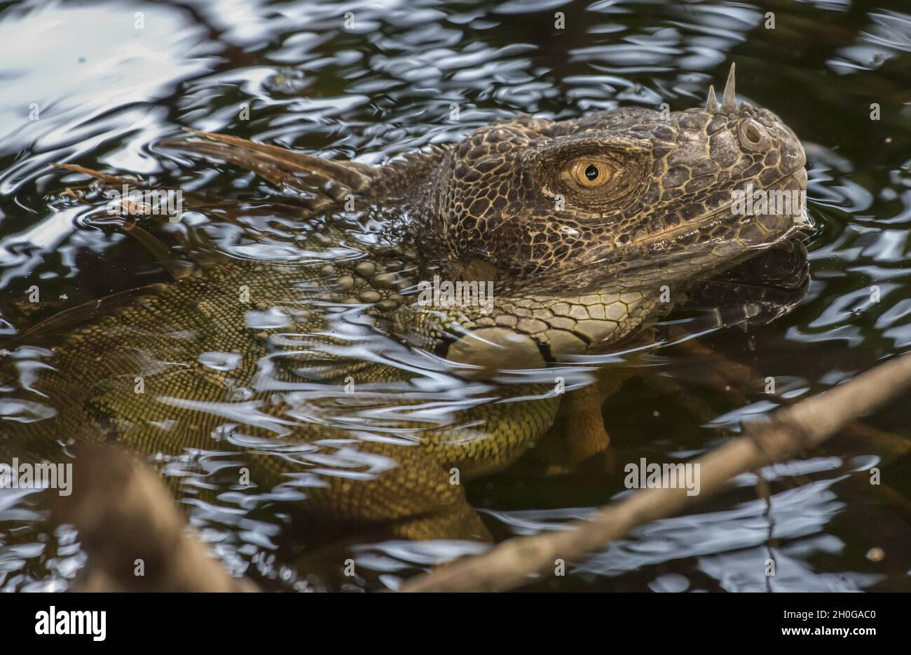 Gros plan d'un iguana commun sauvage sortant de l'eau avec un visage effrayant sérieux Banque D'Images
