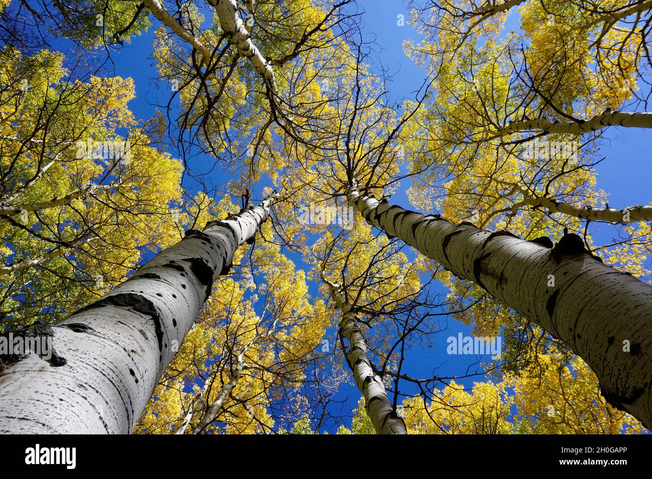 Regardez vers le haut un tronc de tremble vers le ciel montrant la couleur de l'automne. Banque D'Images