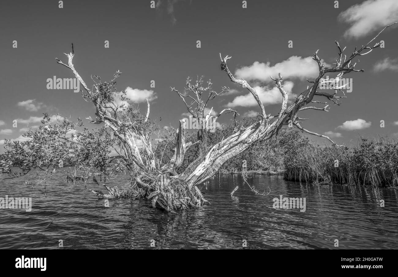 Arbre qui pousse dans le lac Banque d