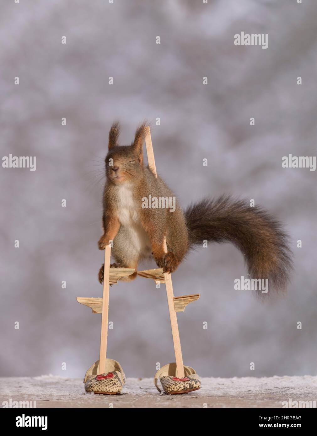 Ecureuil Roux Sur Pilotis Banque De Photographies Et D Images A Haute Resolution Alamy Ecureuil Roux Sur Pilotis Banque De Photographies Et D Images A Haute Resolution Alamy
