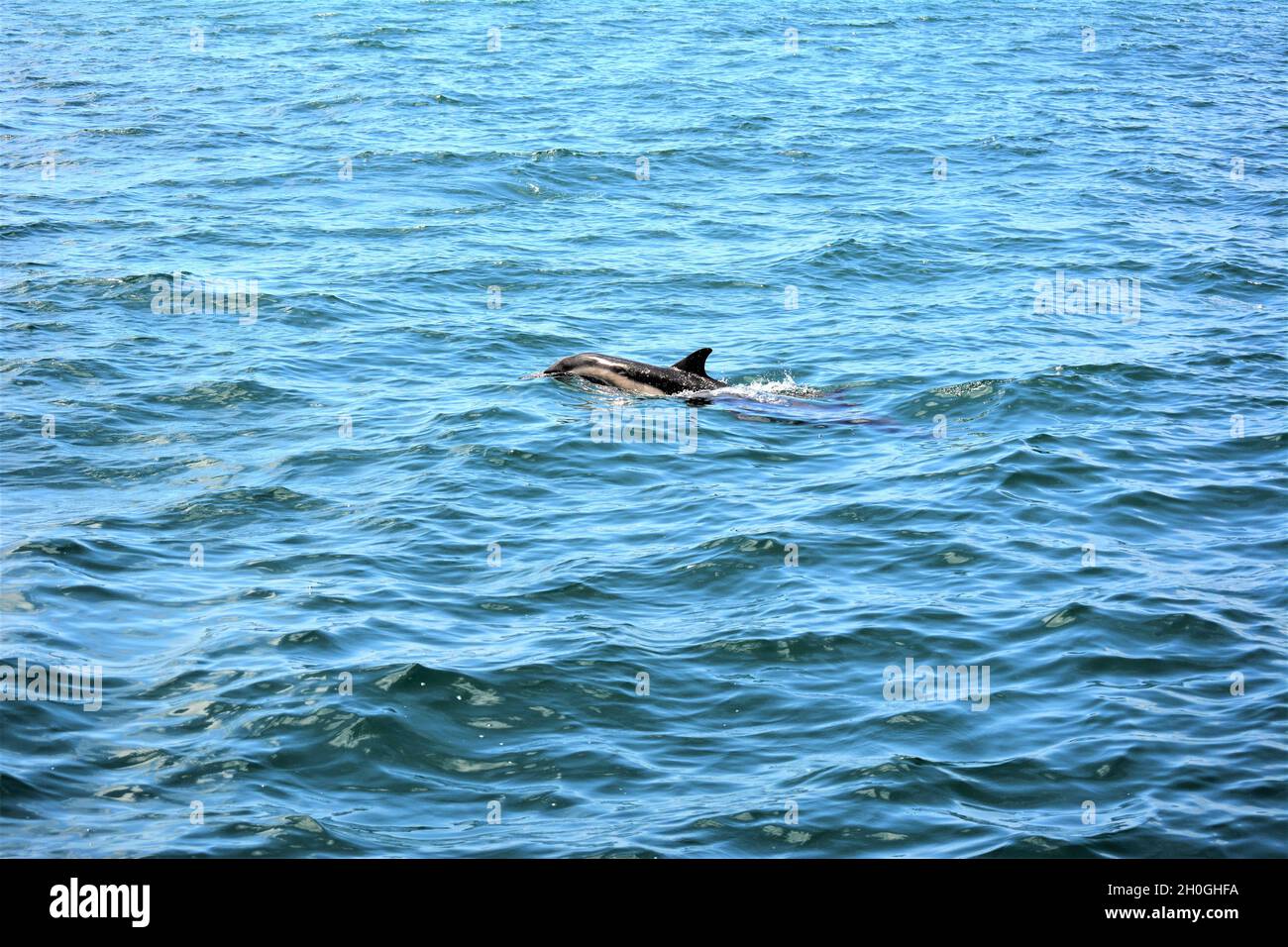 Les dauphins de la côte de Newport et la vie marine Banque D'Images