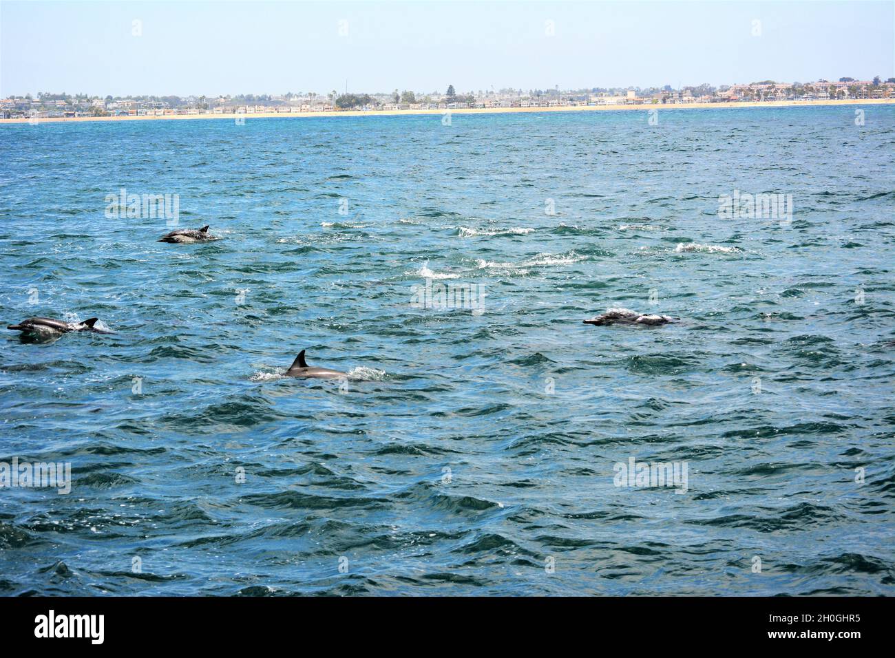 Les dauphins de la côte de Newport et la vie marine Banque D'Images