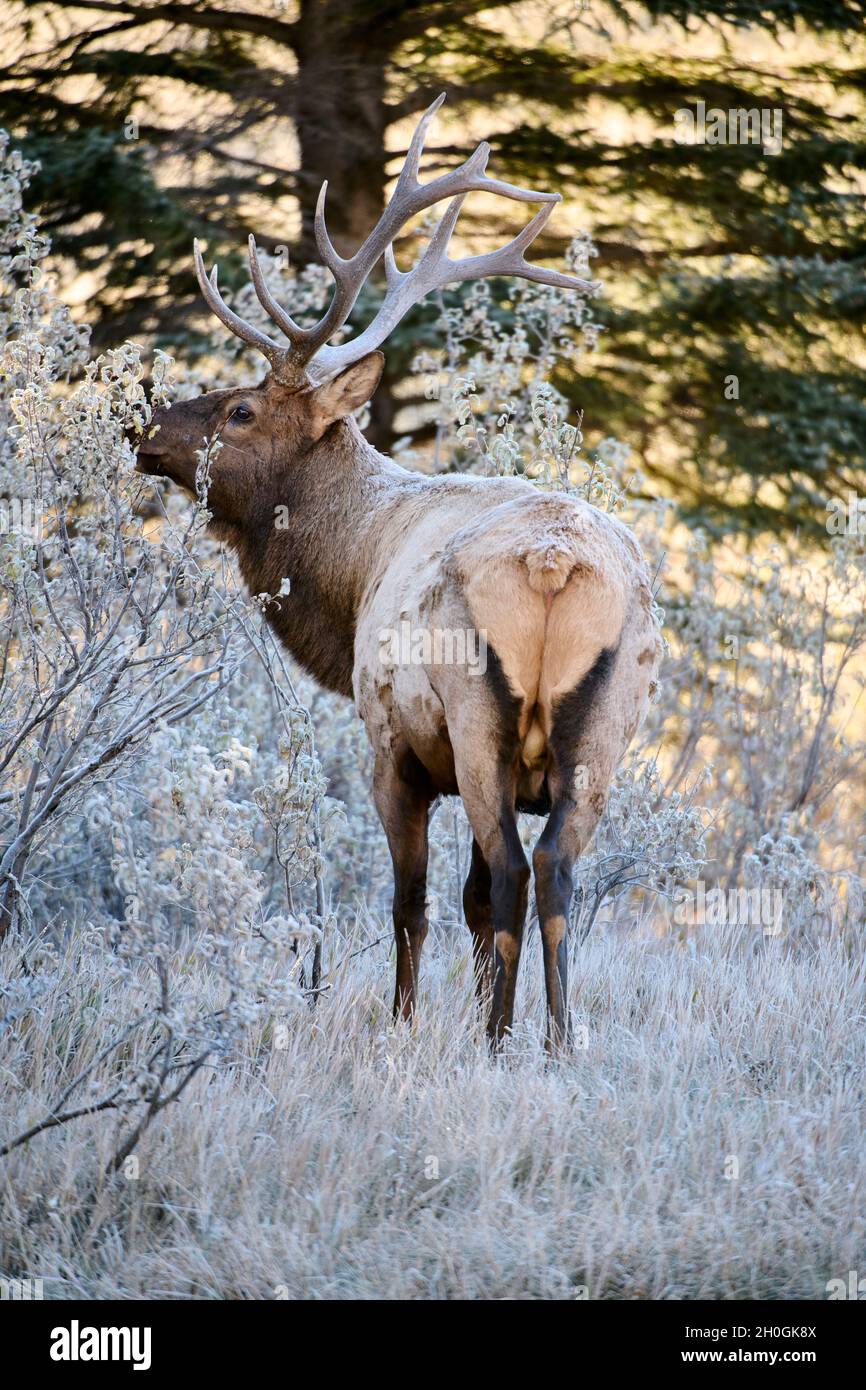 Wapiti de taureau (Wapiti), (Cervus canadensis) se nourrissant d'un matin d'automne glacial, boucle Minnewanka, parc national Banff, Alberta, Canada, Banque D'Images