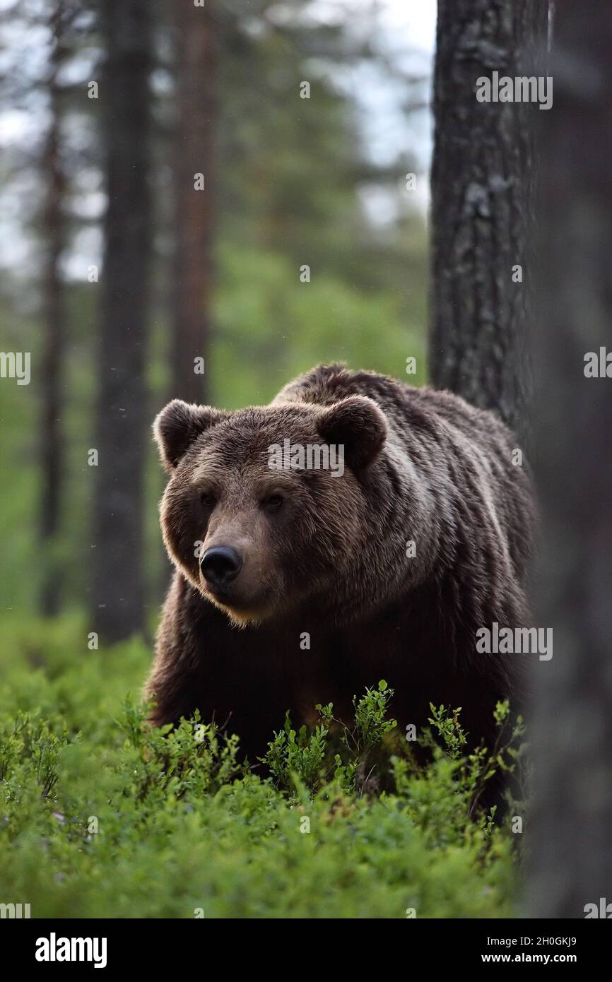 Homme ours brun dans la forêt Banque D'Images