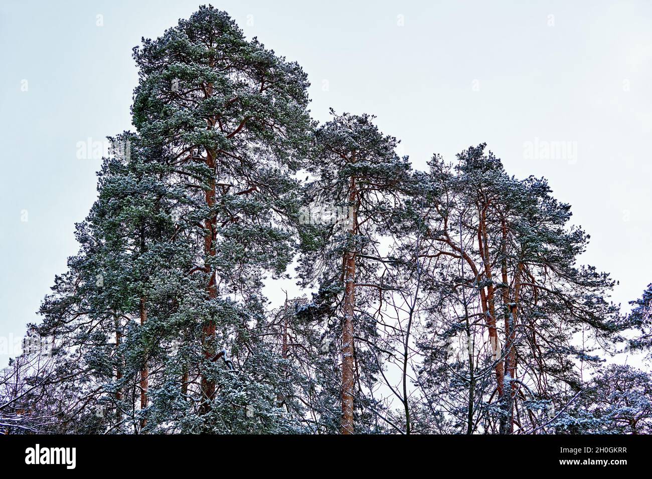 Trois pins sur le fond du ciel d'hiver Banque D'Images