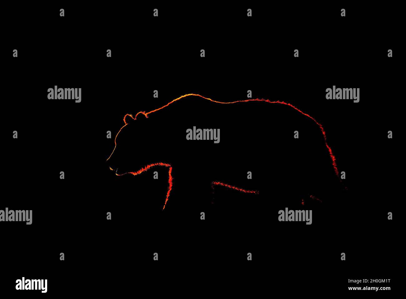 Contour d'ours brun sur fond noir Banque D'Images