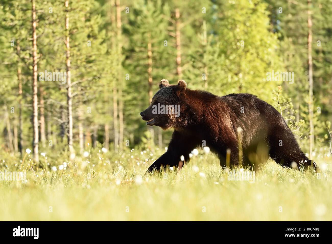 Ours brun marchant à la lumière du jour.Ours en été. Banque D'Images