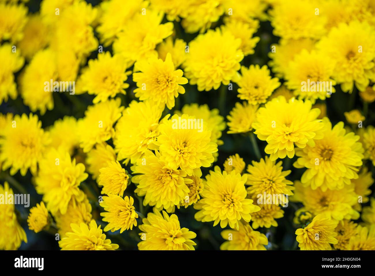 Beau chrysanthème gros plan.Fond de fleurs, fleurs de jardin.Arrière-plan horizontal de fleurs. Banque D'Images