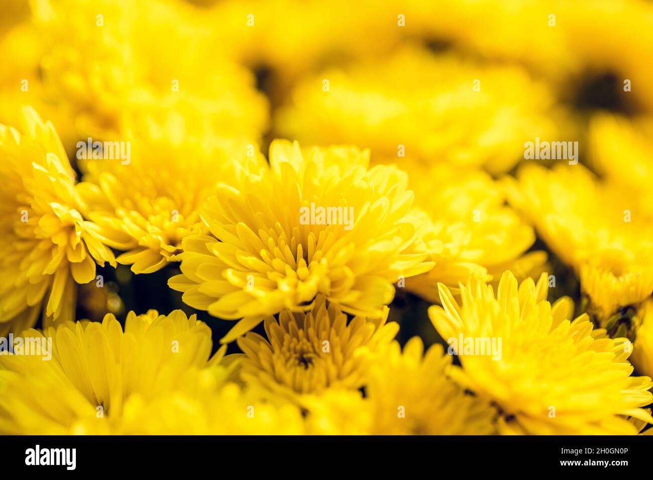 Beau chrysanthème gros plan.Fond de fleurs, fleurs de jardin.Arrière-plan horizontal de fleurs. Banque D'Images