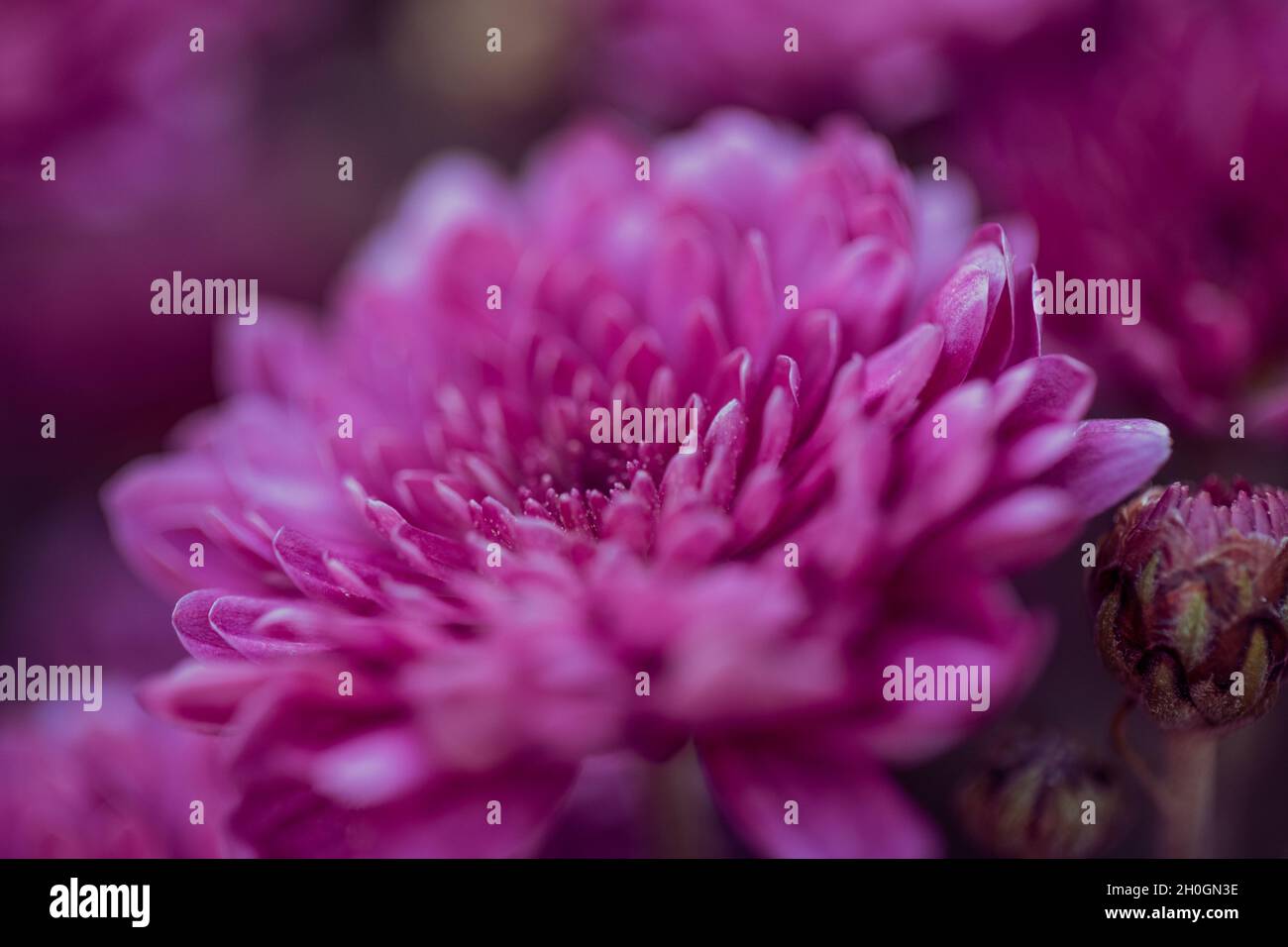 Beau chrysanthème gros plan.Fond de fleurs, fleurs de jardin.Arrière-plan horizontal de fleurs. Banque D'Images