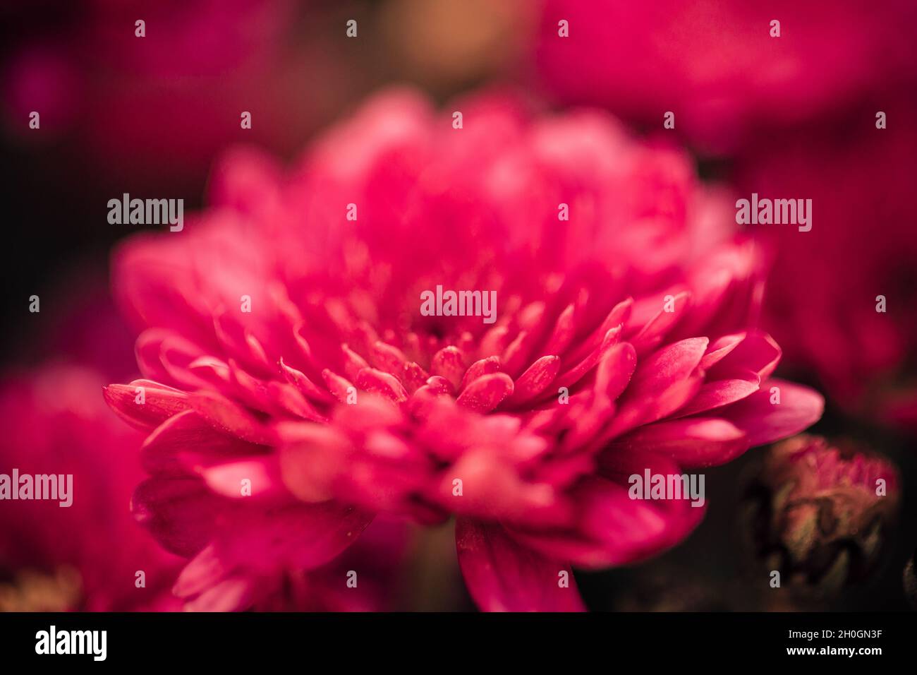Beau chrysanthème gros plan.Fond de fleurs, fleurs de jardin.Arrière-plan horizontal de fleurs. Banque D'Images
