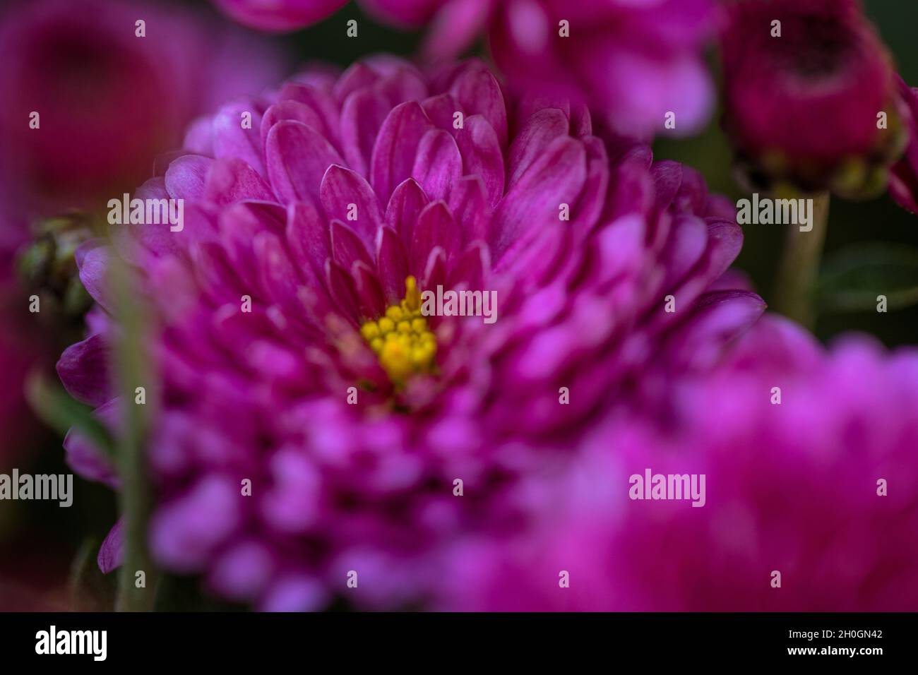 Beau chrysanthème gros plan.Fond de fleurs, fleurs de jardin.Arrière-plan horizontal de fleurs. Banque D'Images