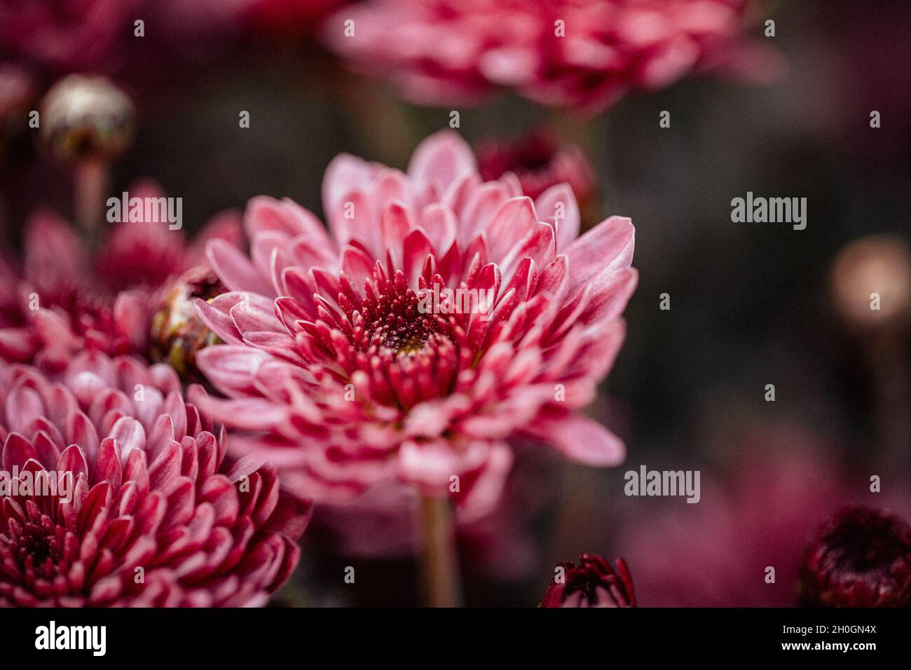 Beau chrysanthème gros plan.Fond de fleurs, fleurs de jardin.Arrière-plan horizontal de fleurs. Banque D'Images